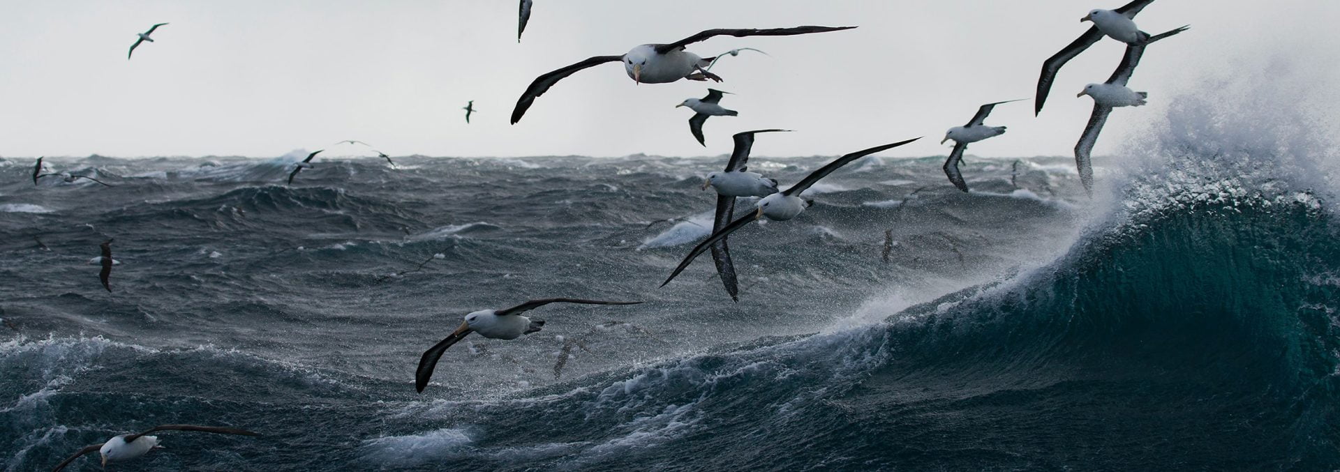 seagulls flying over ocean waves